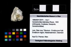 Foto (Objekt + Etikett) von Goniodromites bidentatus (Reuss, 1859)  (NHMW-GEO-1990-0041-2974)